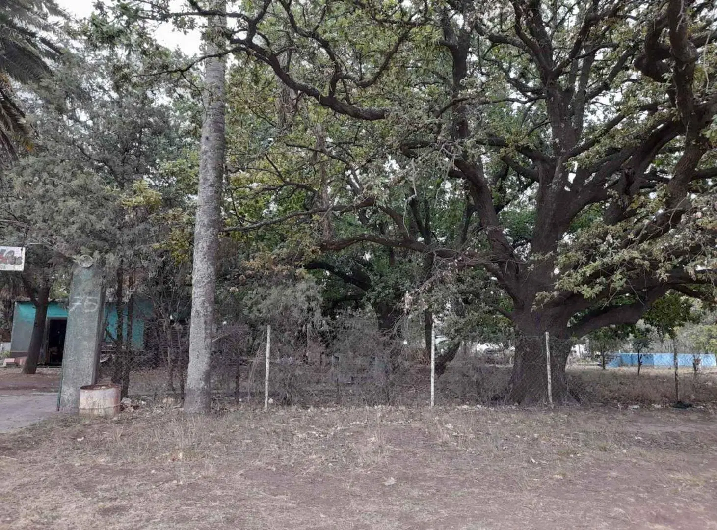 Excelente terreno con añeja forestación 2