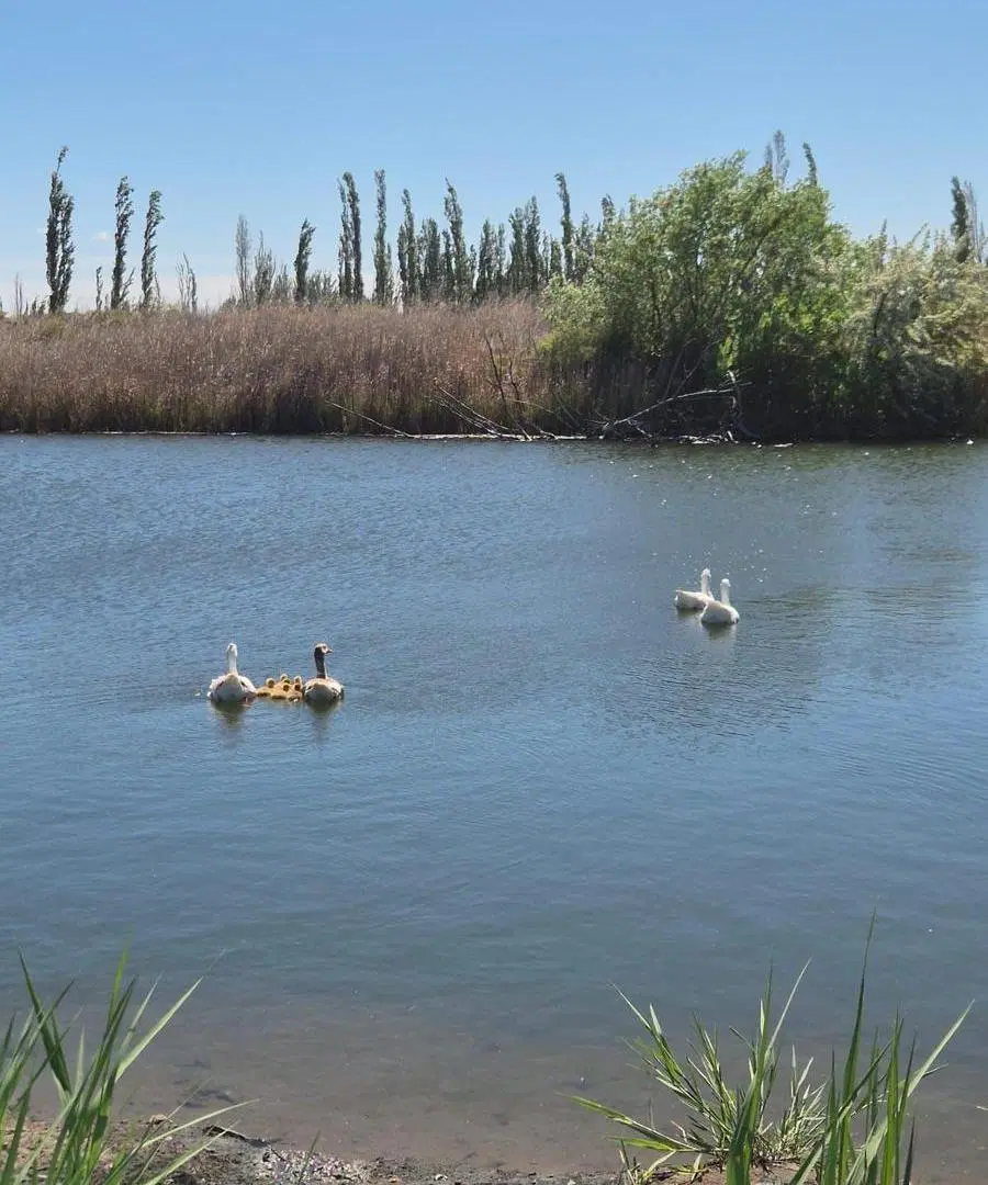 TERRENO DE 3000M2 EN VENTA EN CERVANTES GRAL ROCA 3
