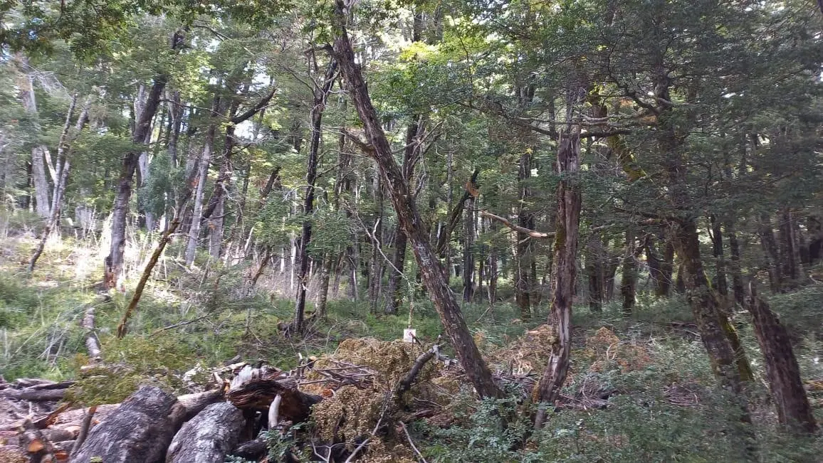Terreno en Villa La Angostura 8