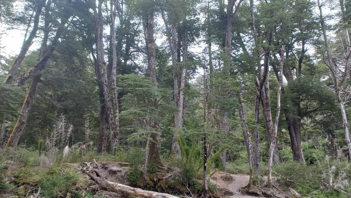 Terreno en Villa La Angostura 2