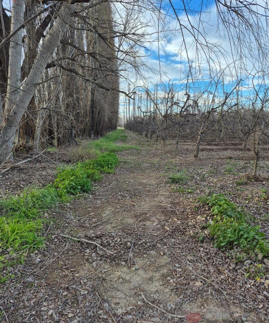 Foto de Chacra de 12 Hectareas en Venta ALLEN, imagen 2