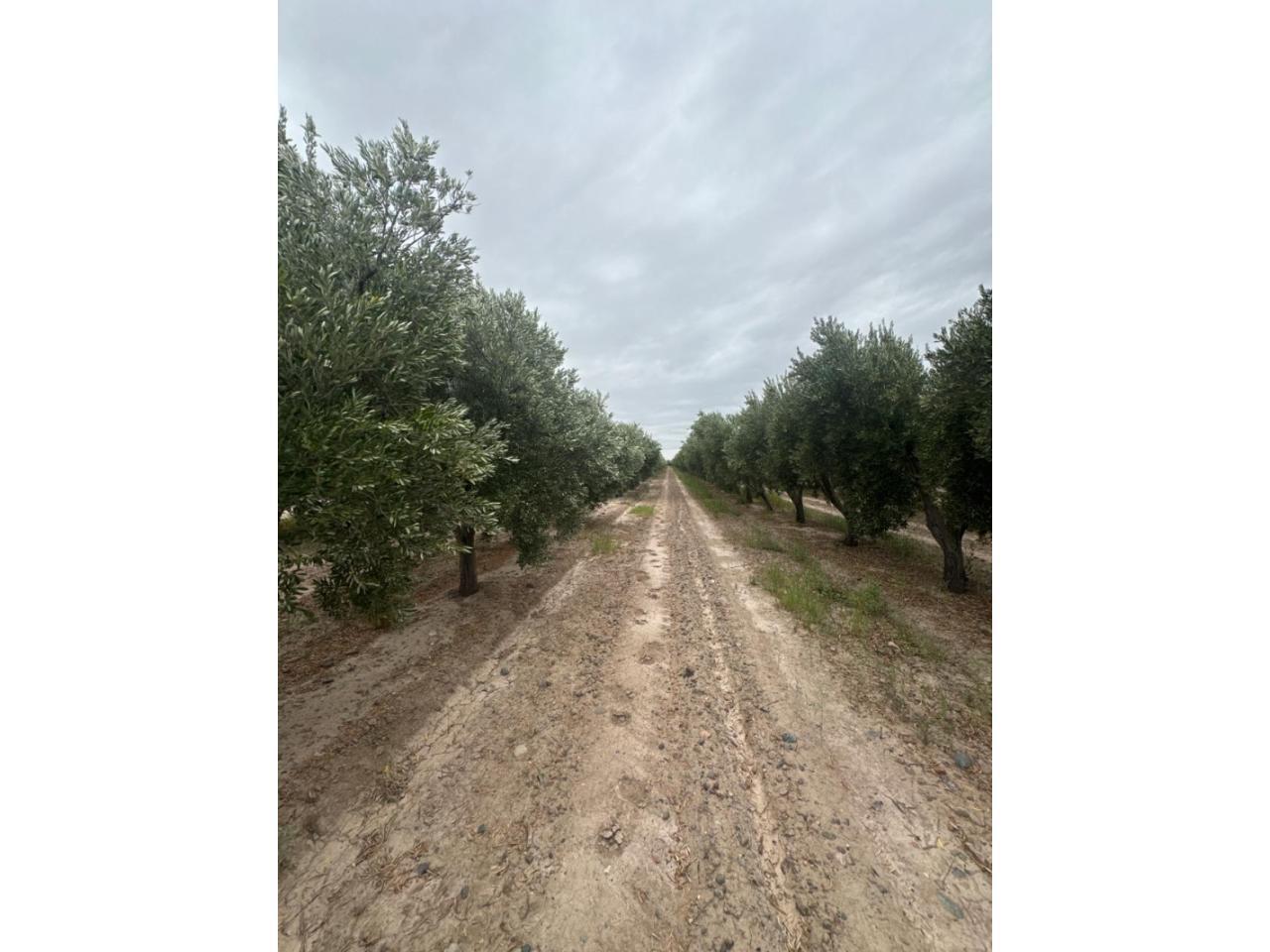 Foto de Terreno en Pocito, imagen 5