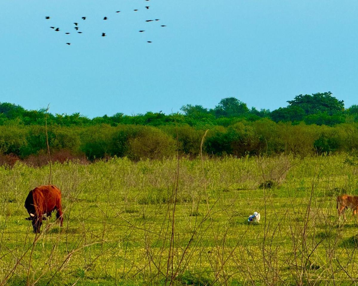 Campo de 222 Ha en Santa Rita – Ideal Para Ganadería – Goya, Corrientes 5