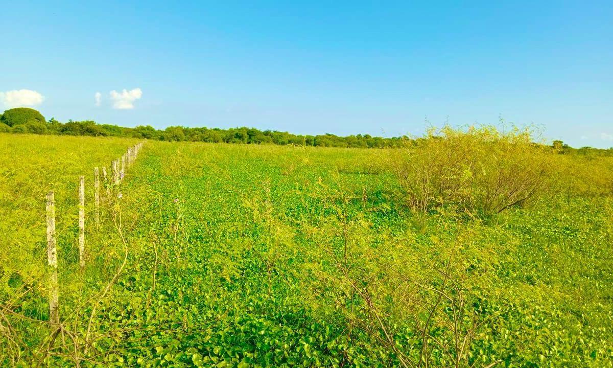 Campo de 60 Has en San Isidro, Corrientes con 2 Casas y Quincho 2