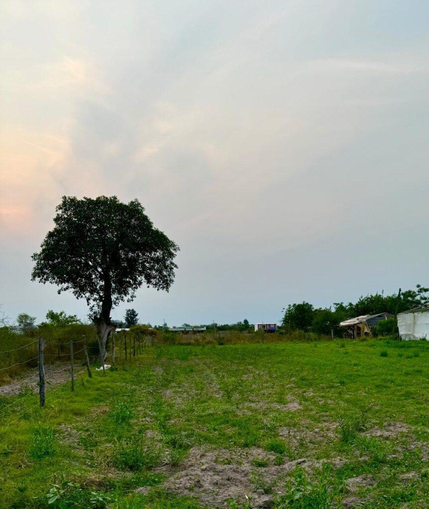 Terreno en Colonia Carolina 2
