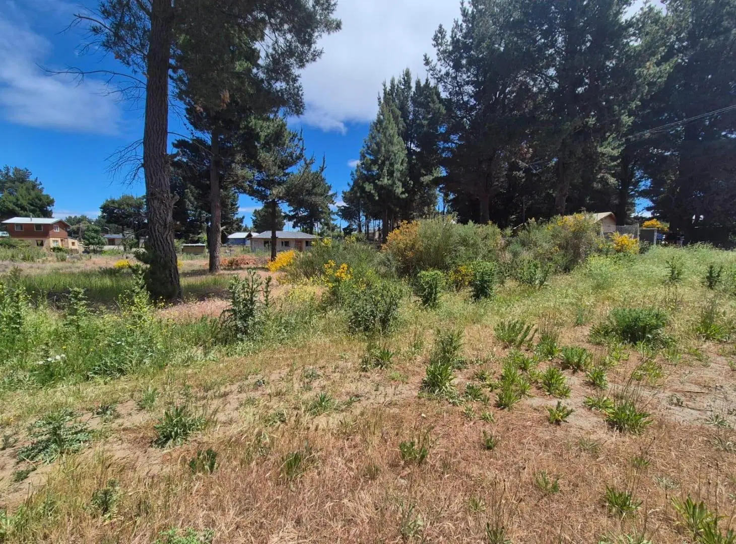 Venta Terreno Nogales y Petunia 3