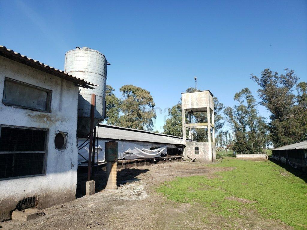 Granja Avícola 4