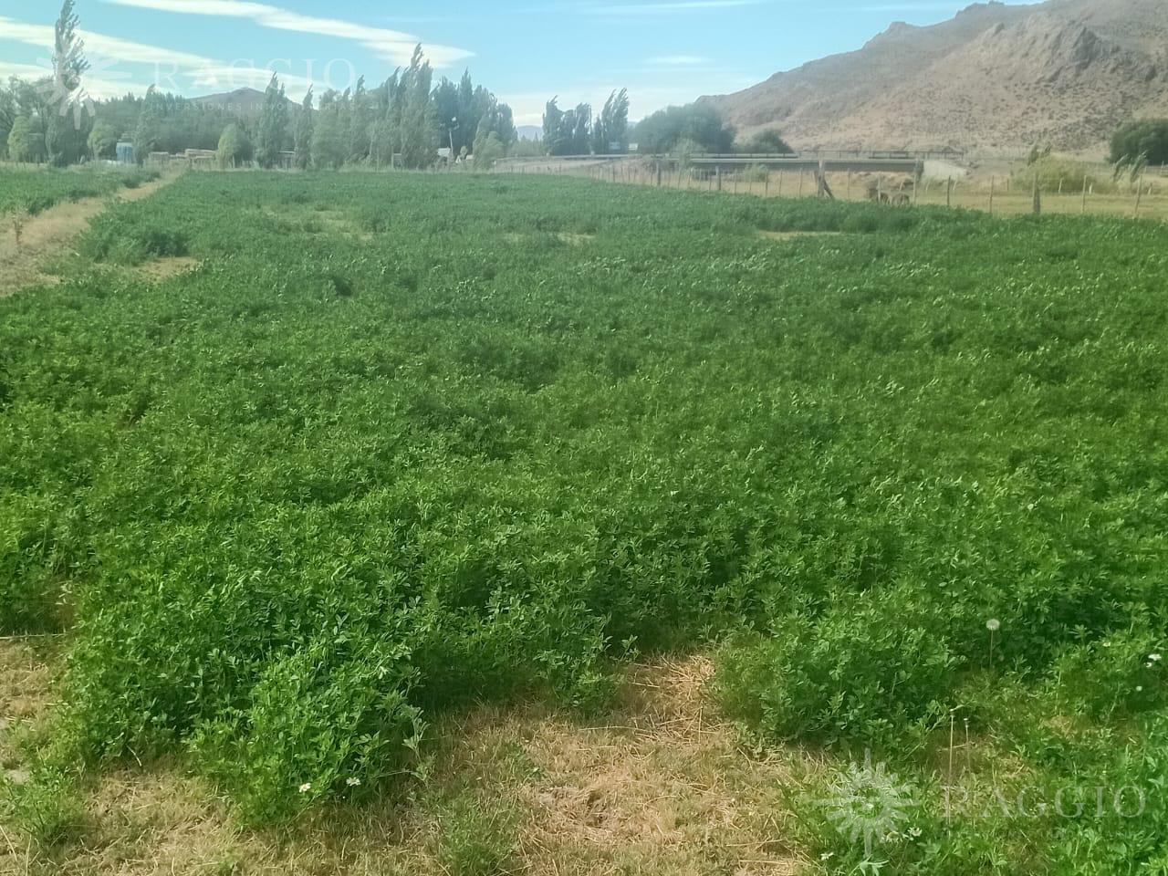 Foto de Campo en Gualjaina, imagen 3