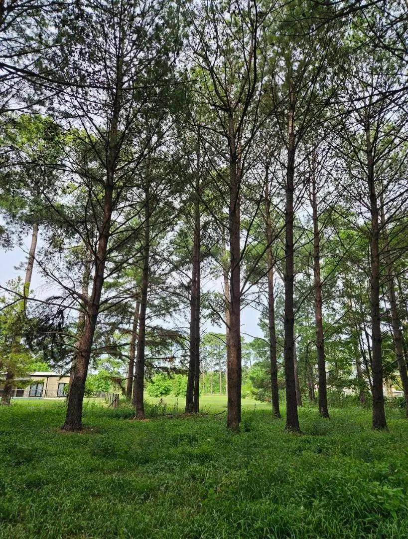 Venta Lote/Terreno en Los Pinares Exaltacion de la Cruz 4