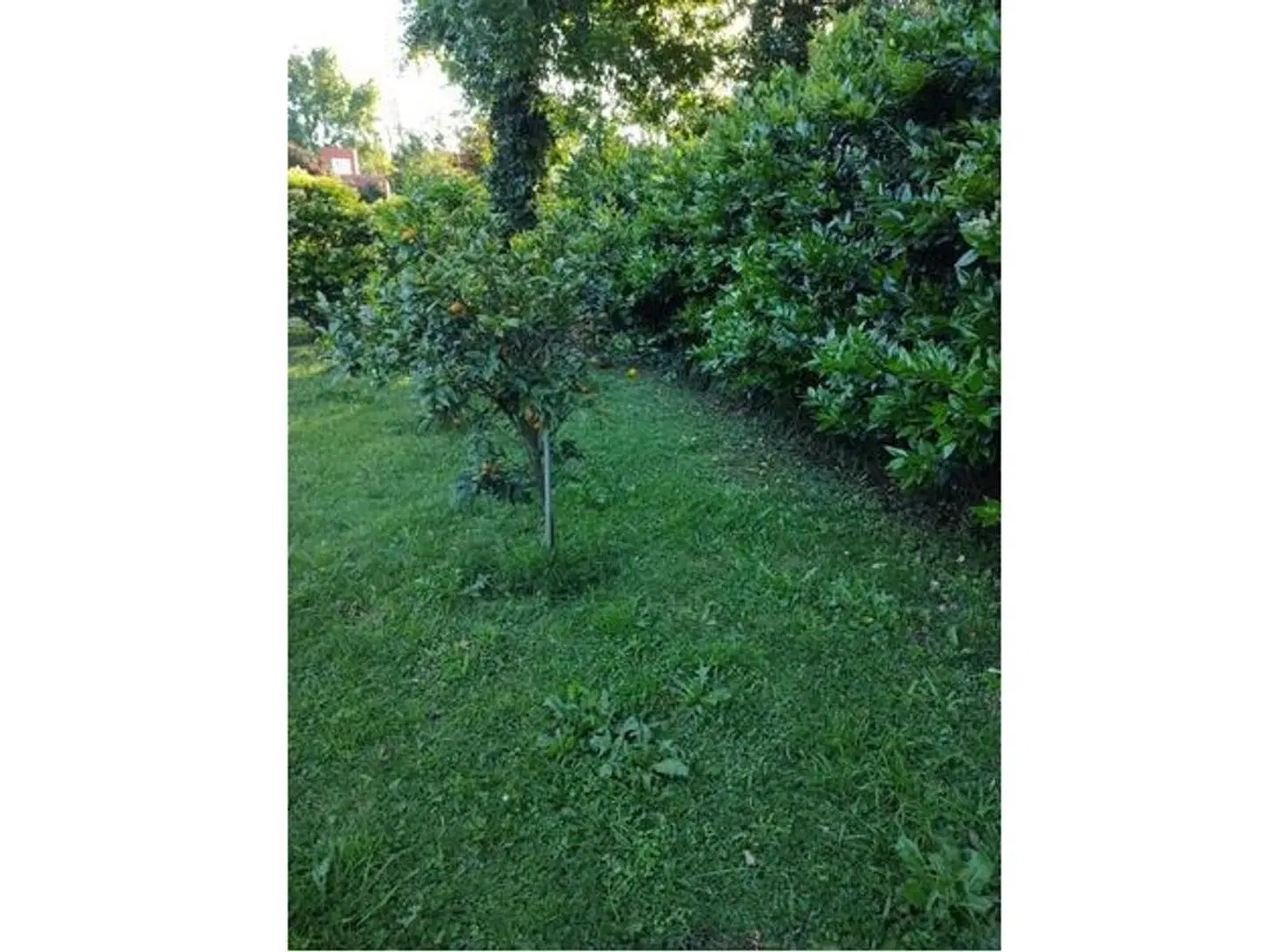 Terreno en Venta en Los Troncos CC. La Lonja Pilar 5