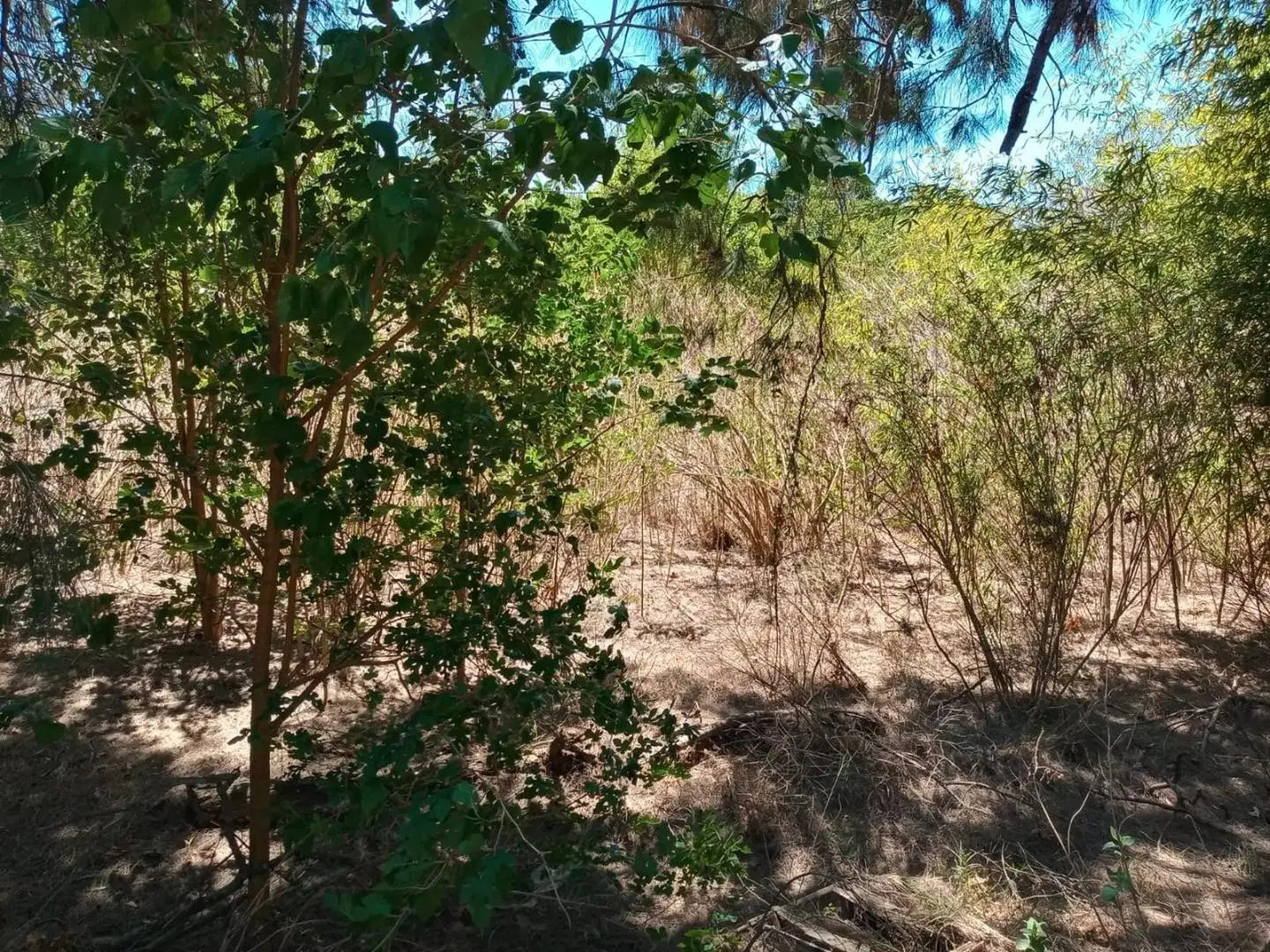 Terreno de 2800 m² - Calle E. Calcagno - a 150 m de Lagoon P 5