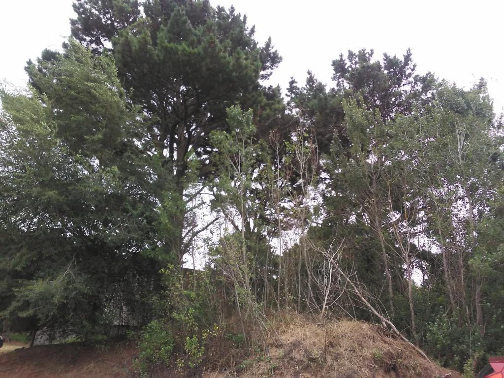 Terreno - Venta - Las Gaviotas 2