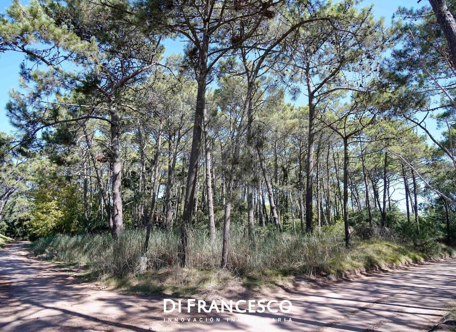 Foto de 3 Lotes en Venta en Cariló - Divisadero y Lapacho, imagen 1