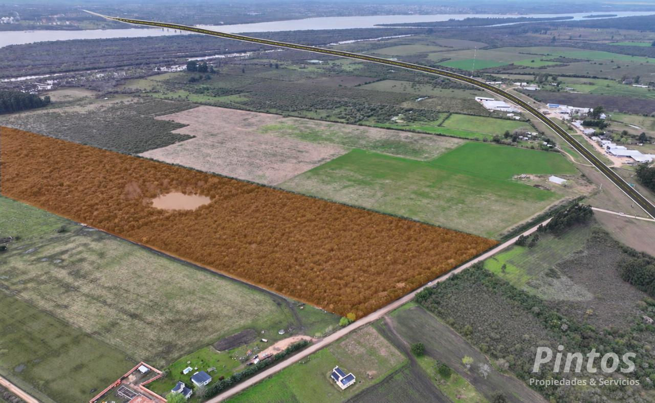 40 Hectáreas aptas para proyecto de loteo. EJIDO COLON.