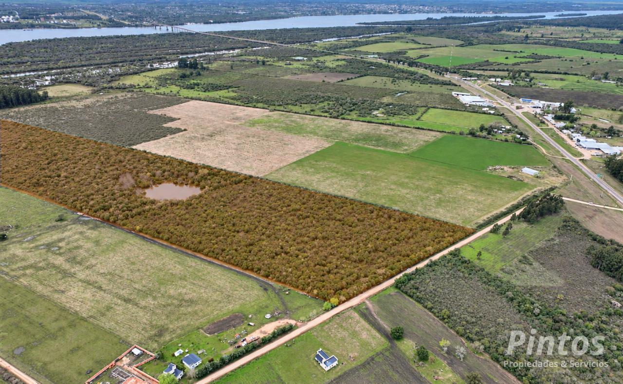 Foto de 40 Hectáreas aptas para proyecto de loteo. EJIDO COLON., imagen 4