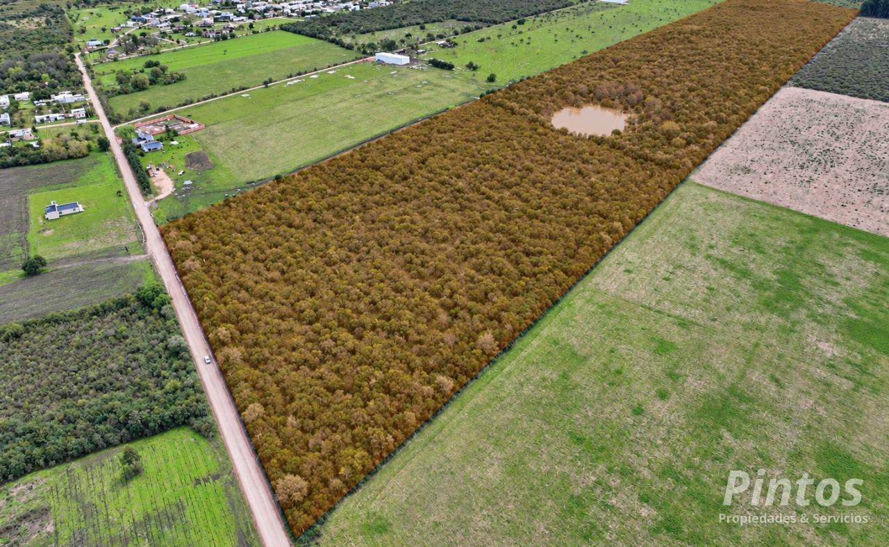 Foto de 40 Hectáreas aptas para proyecto de loteo. EJIDO COLON., imagen 3