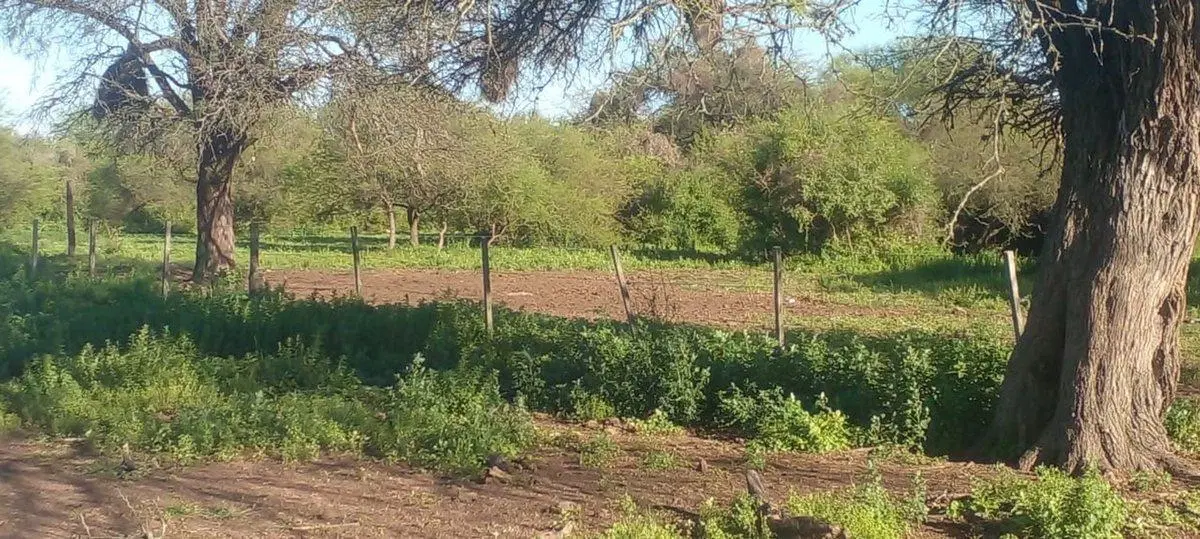 CAMPO DE 980  HECTAREAS EN LA GALLARETA! Ganadero 5