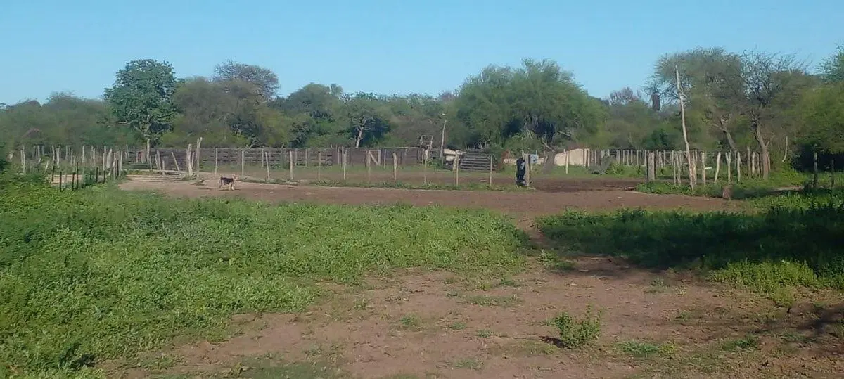 CAMPO DE 980  HECTAREAS EN LA GALLARETA! Ganadero 4