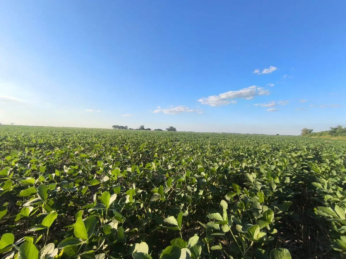 Se vende campo en Arroyo Aguiar - San Pedro 4