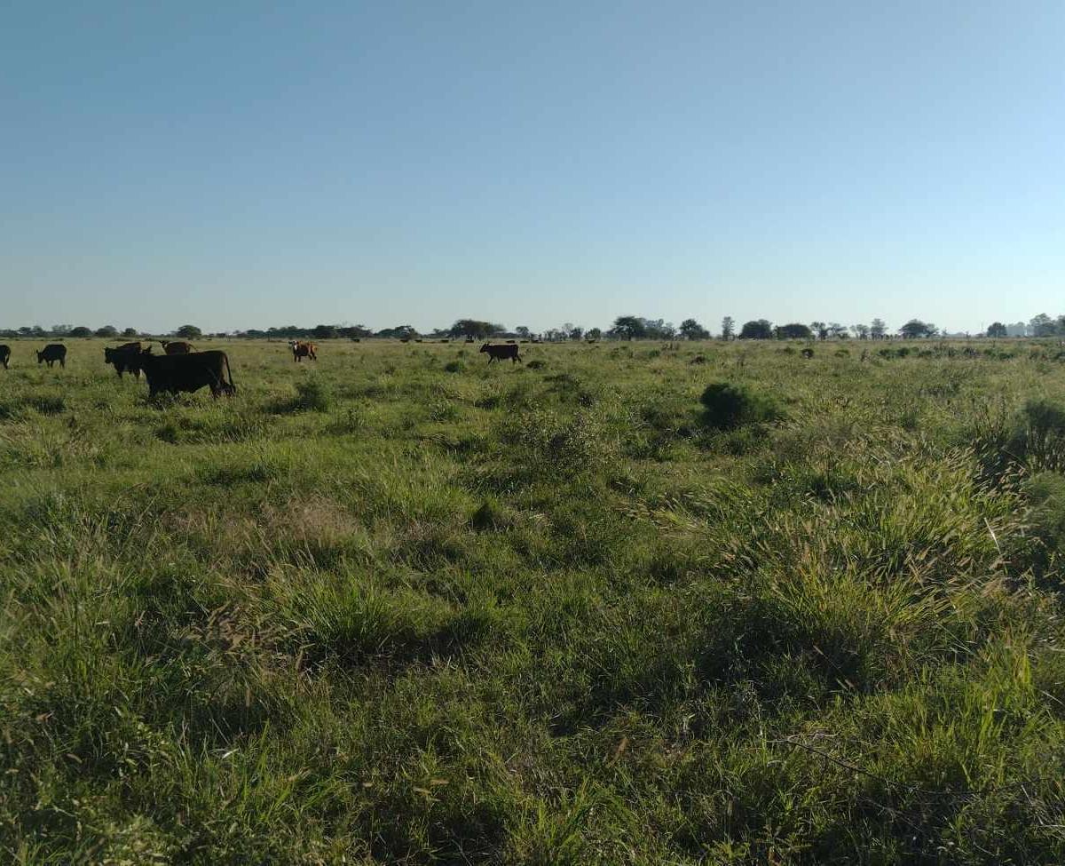 Foto de CAMPO MIXTO 62HA - FELICIA, SANTA FE, imagen 3