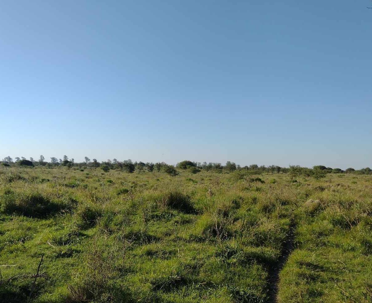 Foto de CAMPO MIXTO 62HA - FELICIA, SANTA FE, imagen 4