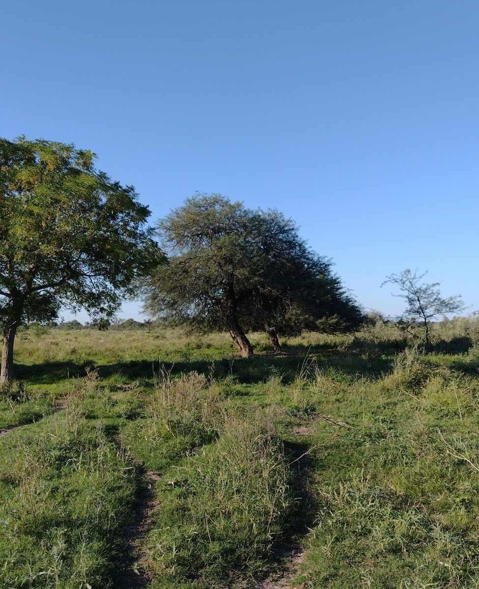 Foto de CAMPO MIXTO 62HA - FELICIA, SANTA FE, imagen 2