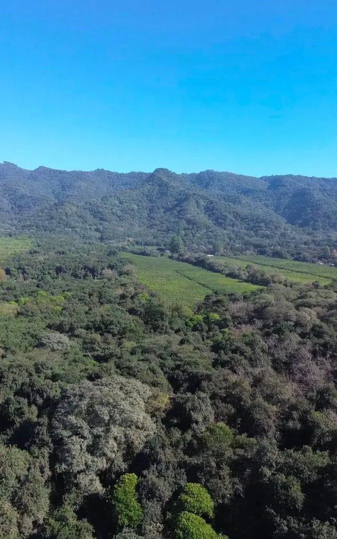 VENTA | HECTAREAS | YERBA BUENA 2
