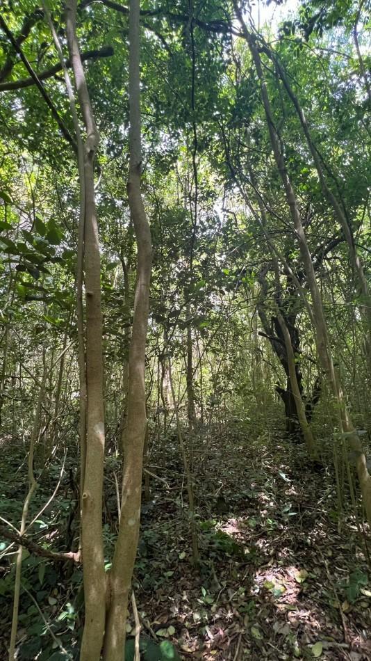 Venta Lote Arbolado Punta del Indio T - 781 4