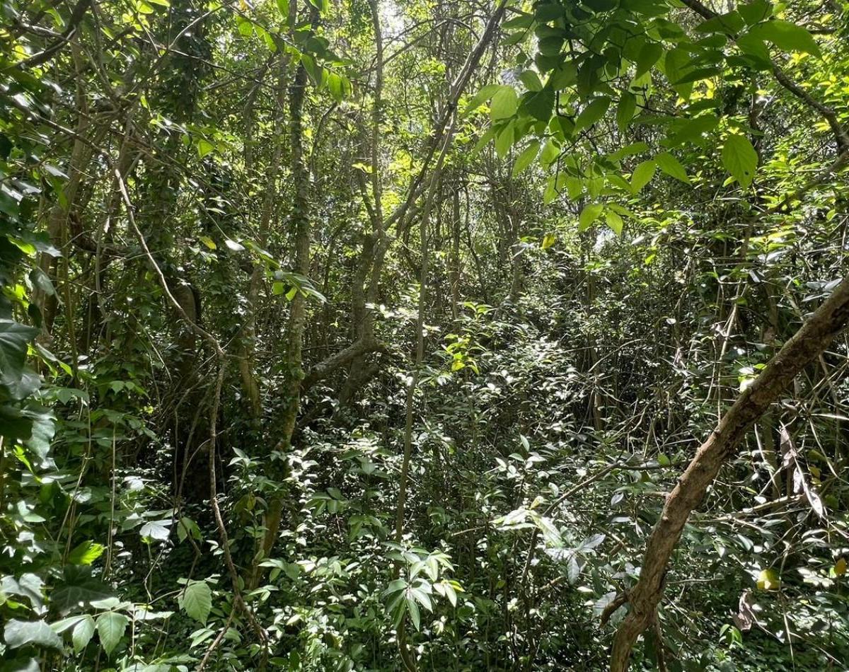 Venta Lote Arbolado Punta del Indio T - 781 5