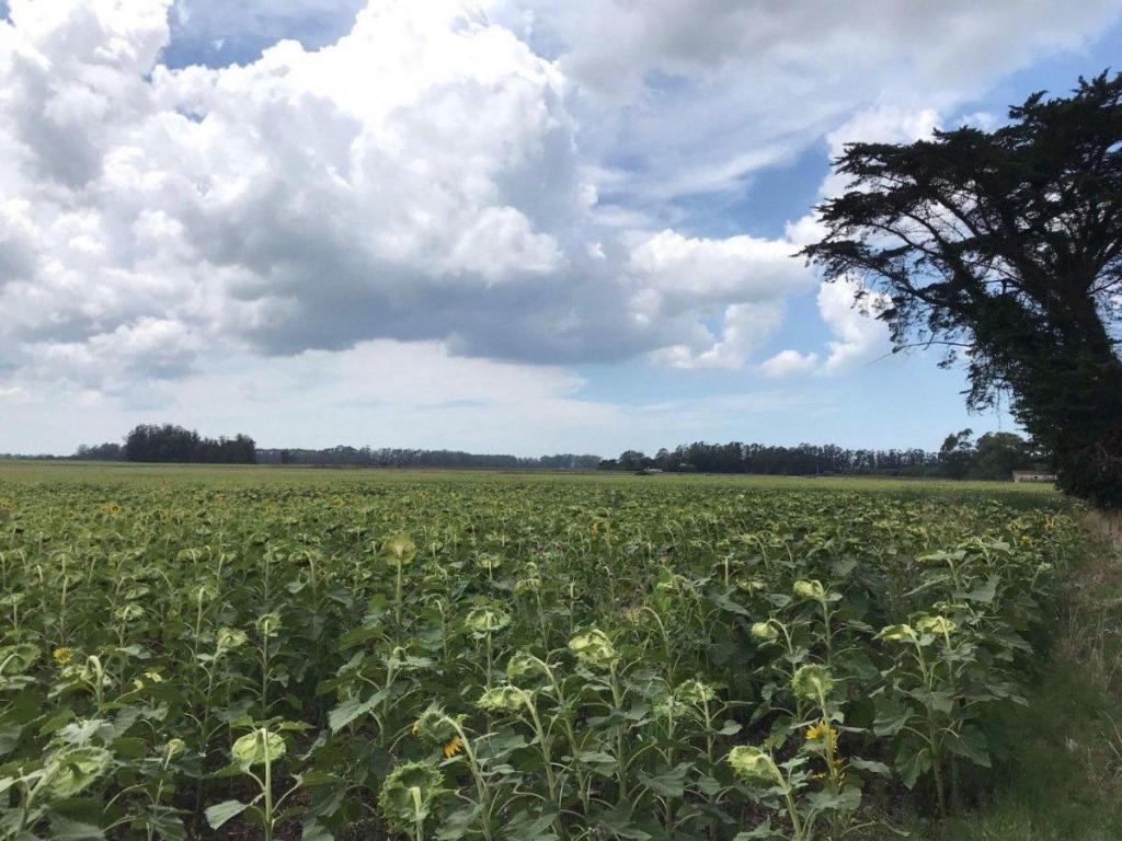 Venta Campo de 15 Ha en Miramar 2