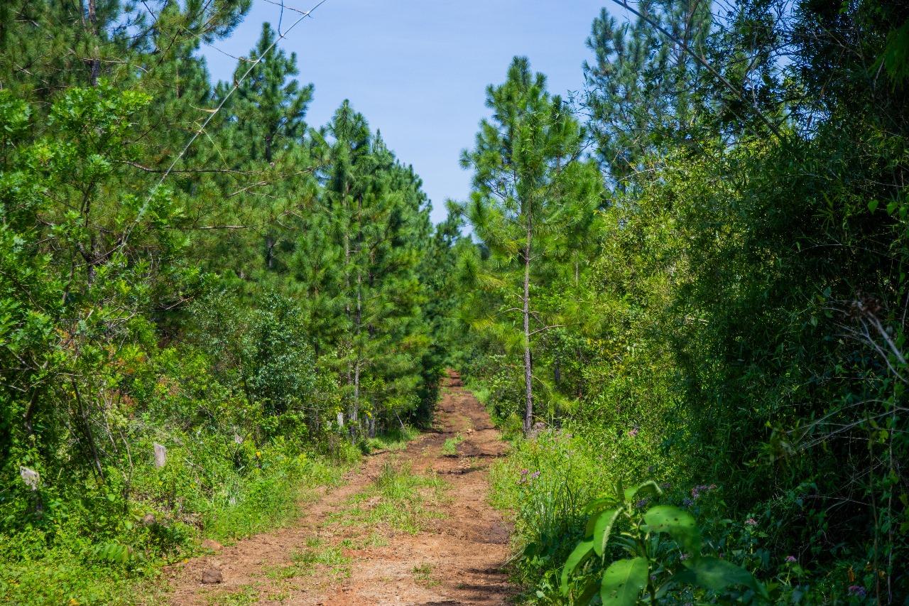 Foto de 220 has de monte nativo, imagen 4