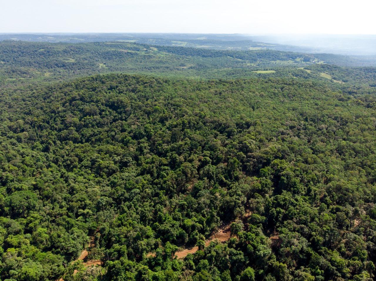 Foto de 220 has de monte nativo, imagen 2