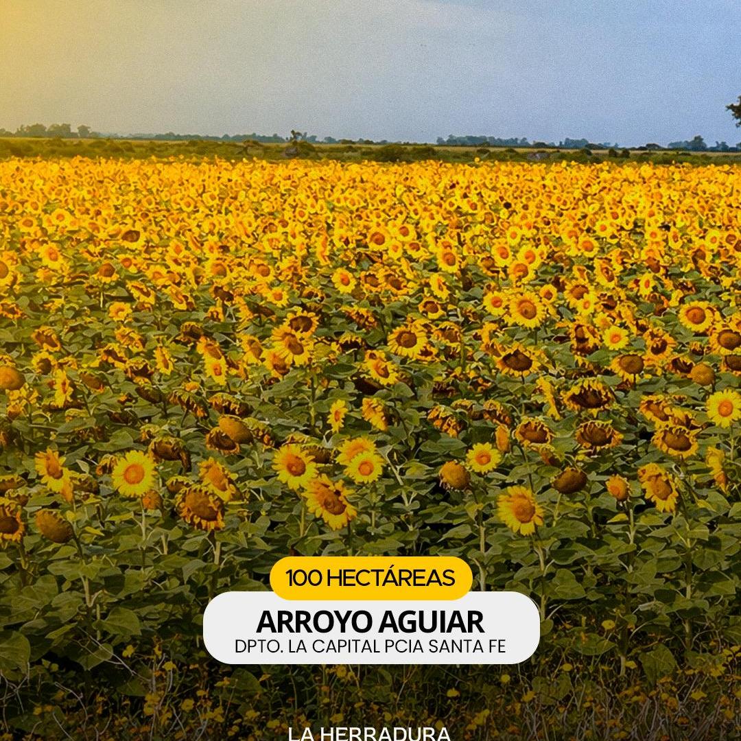 Foto de Arroyo Aguiar 100 has agricola, ganadera, turistica, imagen 5