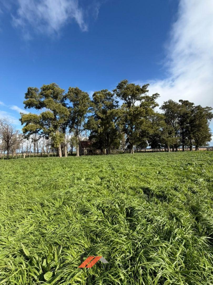 Foto de Campo en venta en Ranchos, imagen 2