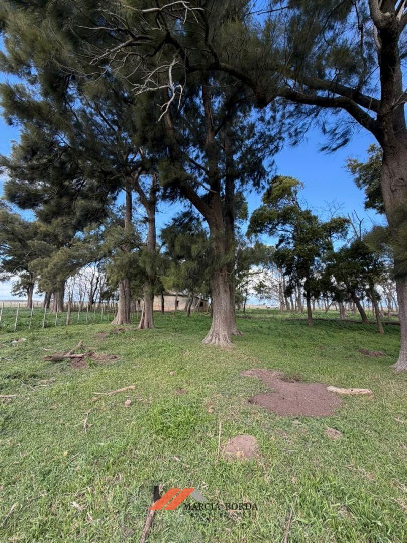 Foto de Campo en venta en Ranchos, imagen 4