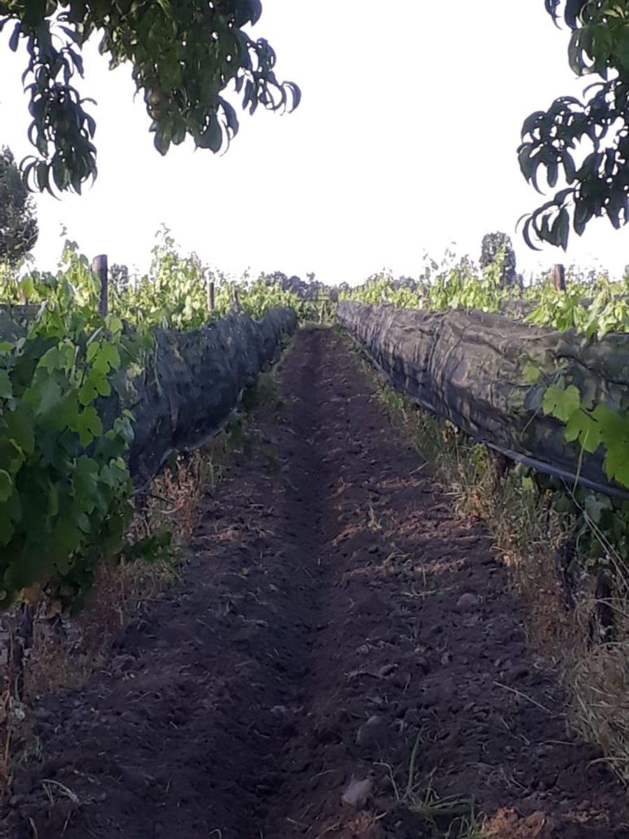 Finca 2,6 Ha de Malbec con Tela 3