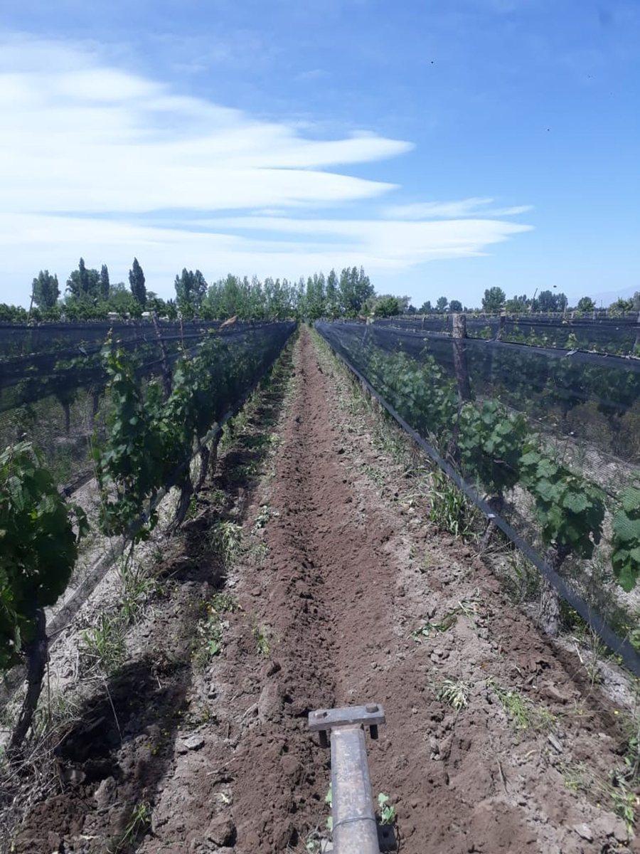 Finca 2,6 Ha de Malbec con Tela 4