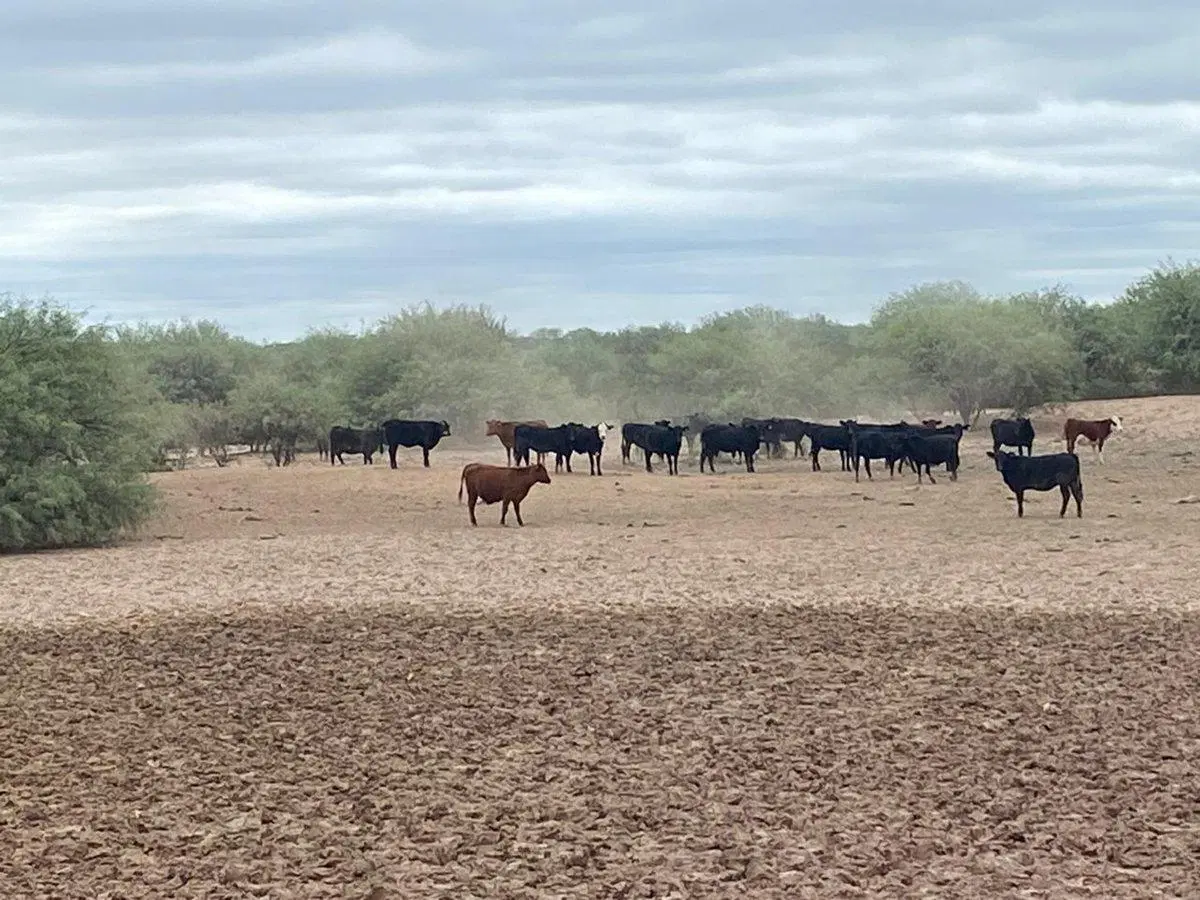 Campo en venta - Cuadro Nacional -San Rafael 4