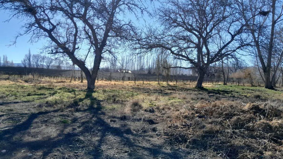 VENTA lote de 1450m2 Tupungato "BAJAMOS PRECIO" 4