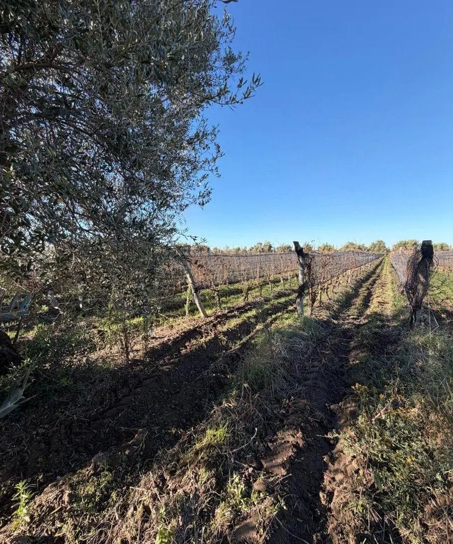 FINCA EN PRODUCCIÓN JUNÍN MENDOZA 5