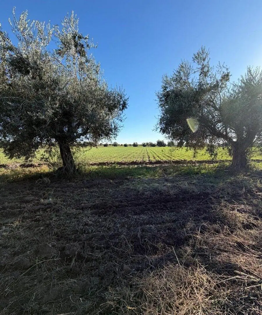 FINCA EN PRODUCCIÓN JUNÍN MENDOZA 4