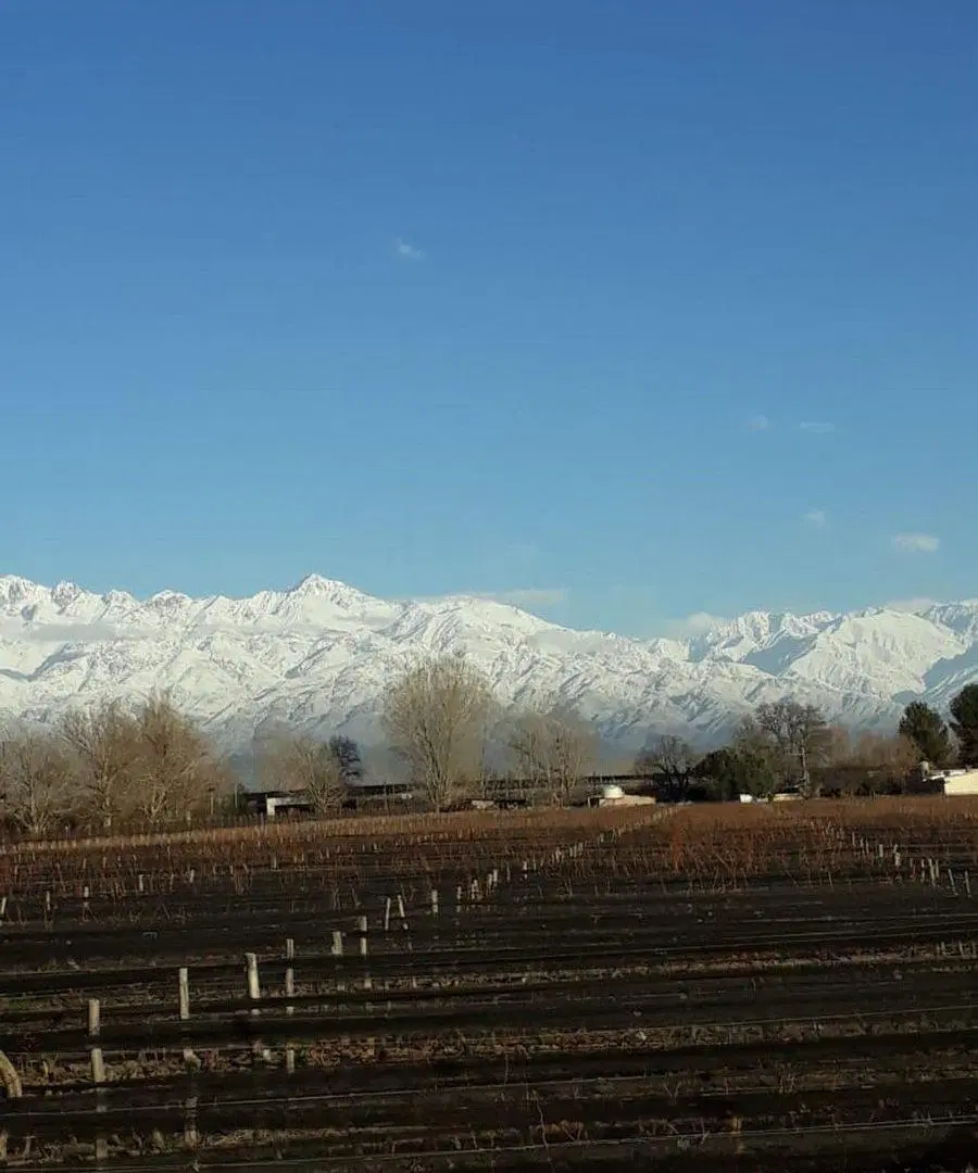 FINCA 2,6 HAS. DE MALBEC CON TELA 5
