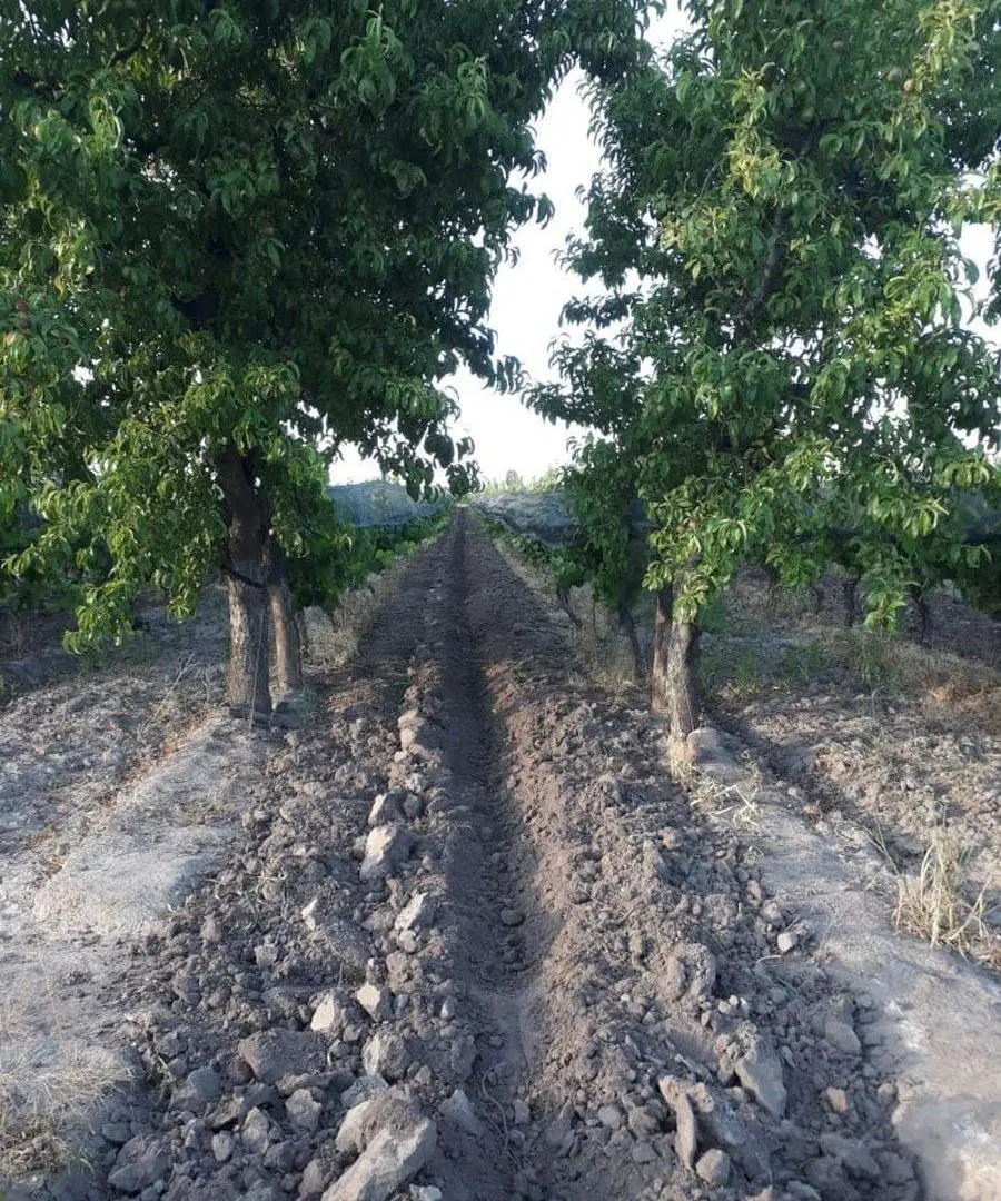 FINCA 2,6 HAS. DE MALBEC CON TELA 4