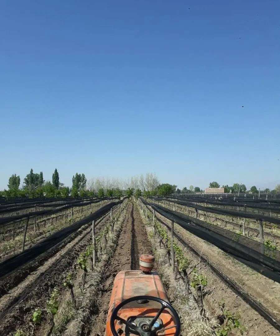 FINCA 2,6 HAS. DE MALBEC CON TELA 2