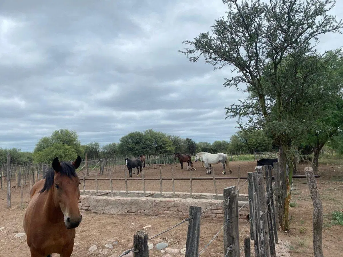 Campo en venta - Cuadro Nacional - San Rafael 4