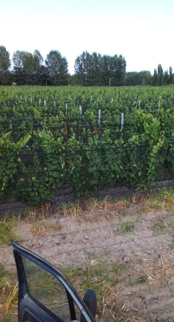 Fincas productivas sobre Ruta 40 - Uco 2