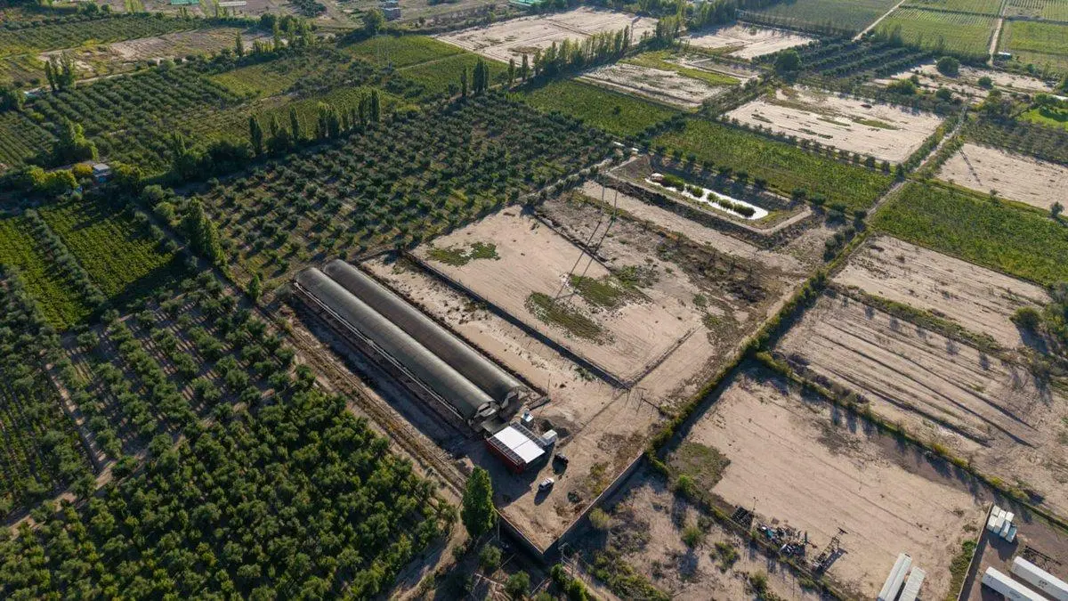 INVERSIÓN CAMPO INVERNÁCULO Y OLIVOS MAIPÚ RUTA 60 2