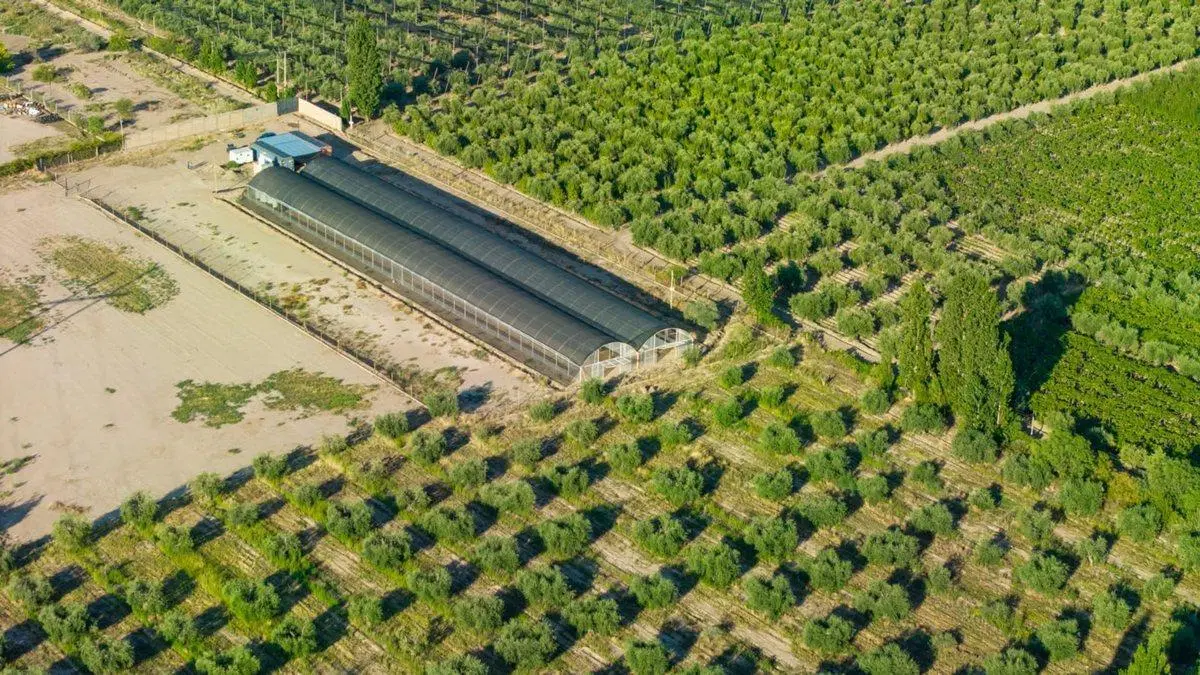 INVERSIÓN CAMPO INVERNÁCULO Y OLIVOS MAIPÚ RUTA 60 3