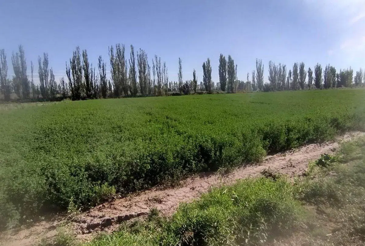 VENTA FINCA 6 ha-EL PASTAL LAVALLE 5