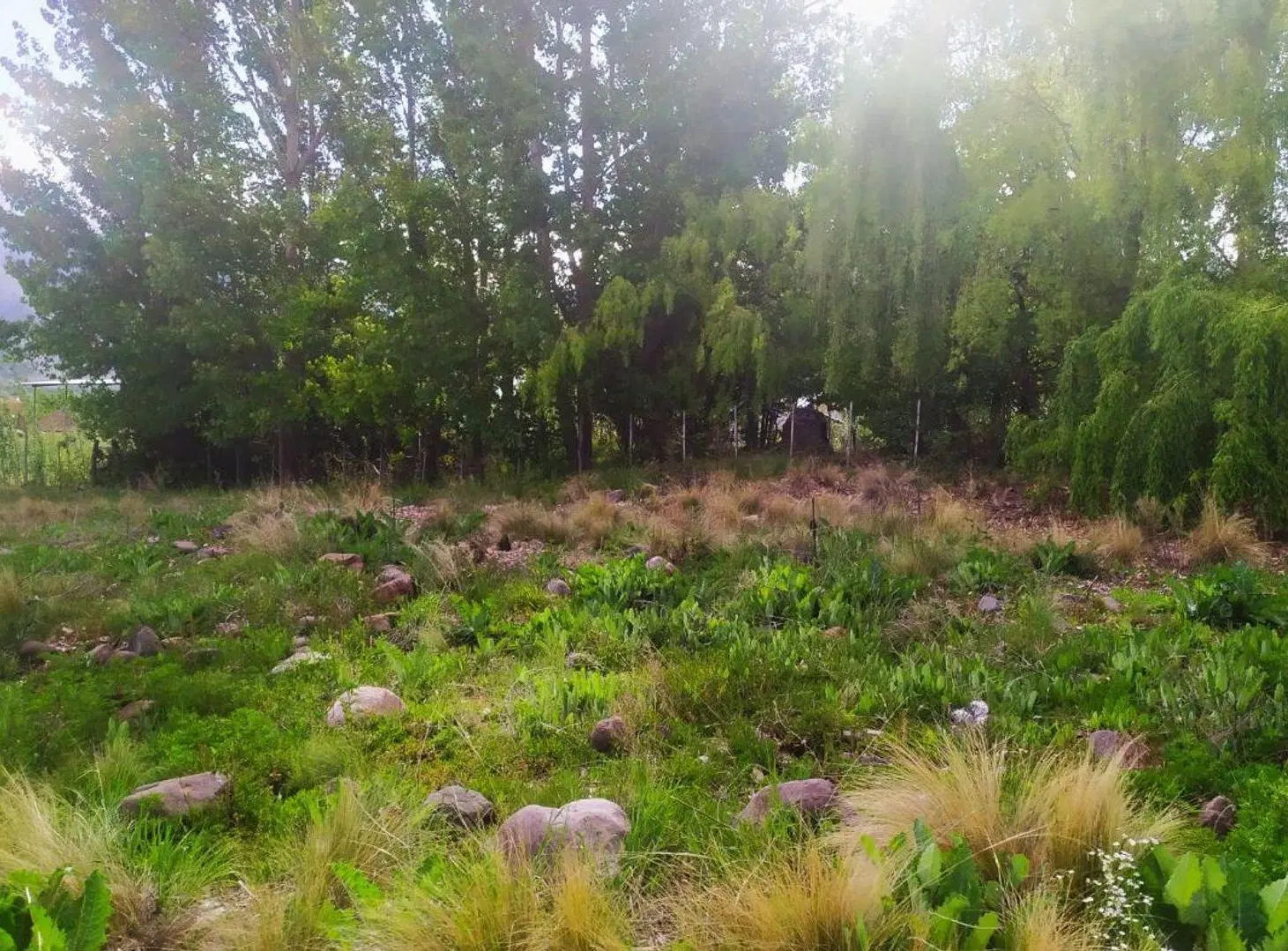 LOTE DE 1.000 M2 EN EL MANZANO 2